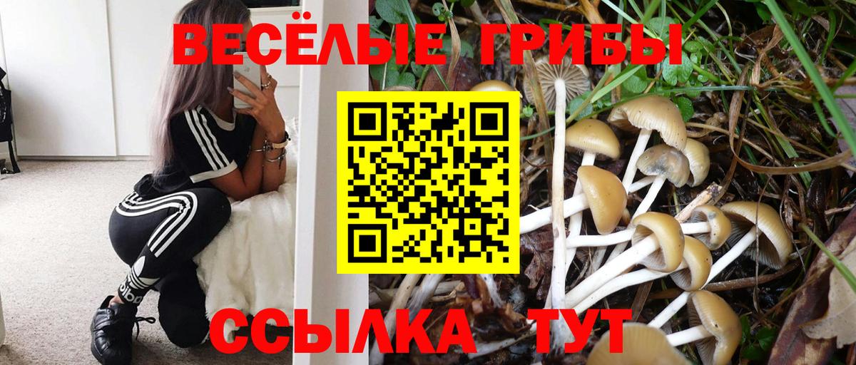 Псилоцибиновые грибы Psilocybine cubensis  Псилоцибиновые грибы Psilocybine cubensis  Елец 